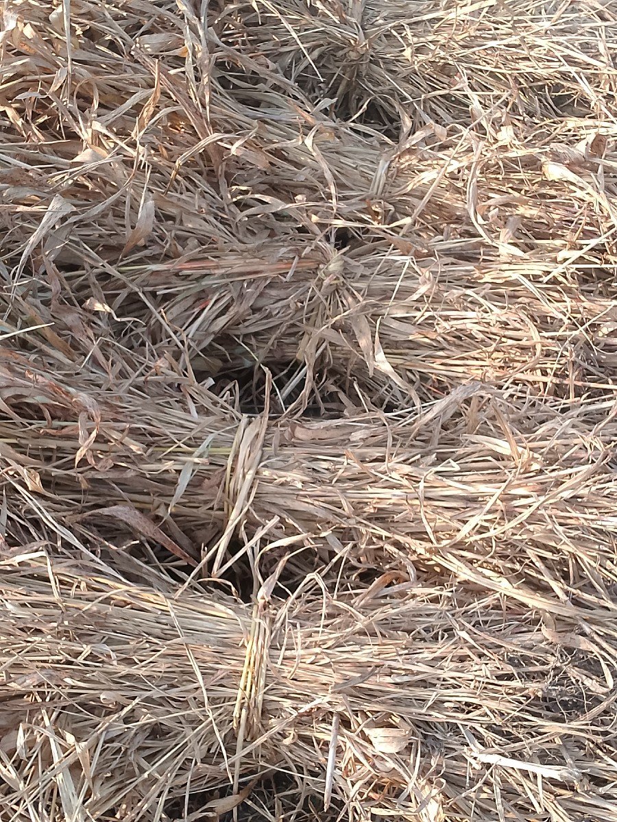 જવાર‌ ની ચાઈર વેચવાની છે