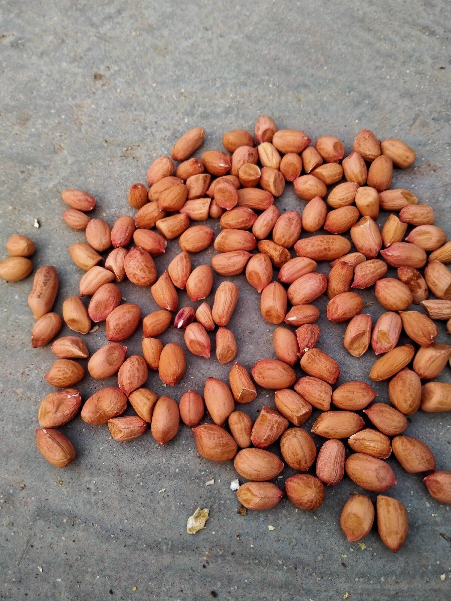 મગફળી વેચવાની છે.બાવીશનંબર મગફળી