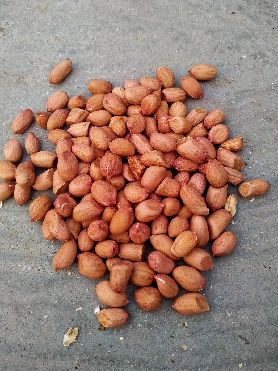 મગફળી વેચવાની છે.બાવીશનંબર મગફળી