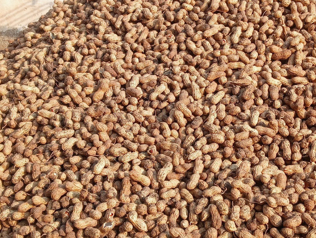 441 -મગફળી 
વેચવાની છે