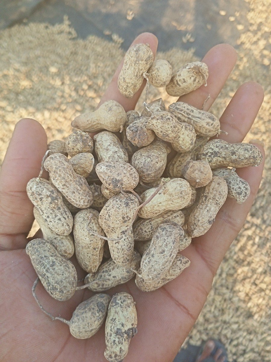 G-22 મગફળી વેચવાની છે