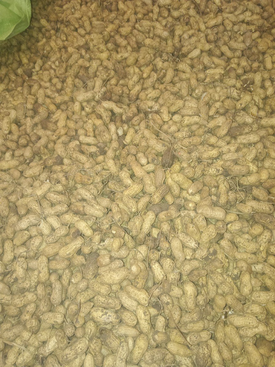 માડવી