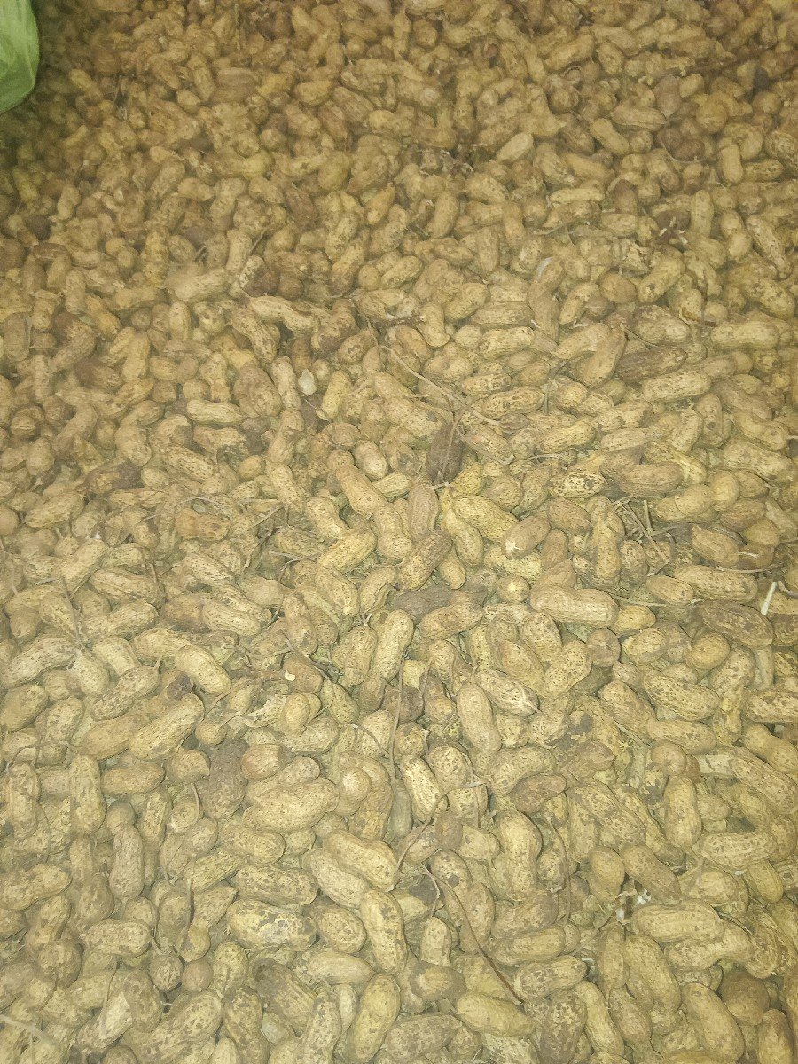 માડવી