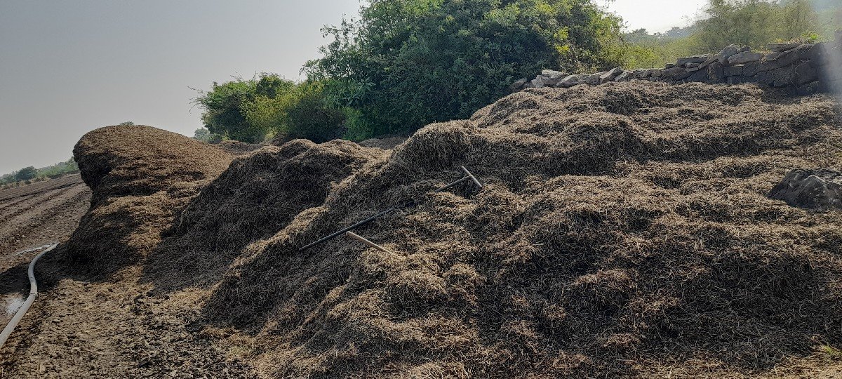 માંડવી નો પાલો