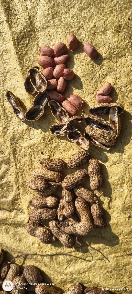 જી 20 મગફળી બિયારણ