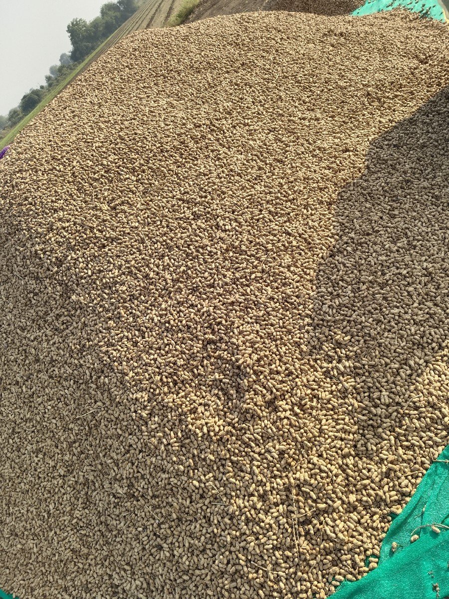 જીજે 32 મગફળી કોરી બીયારણ માં