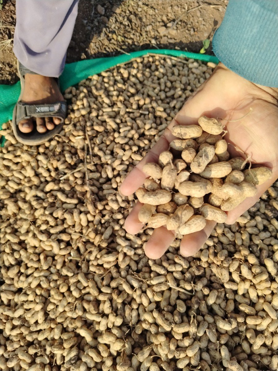 જીજે 32 મગફળી કોરી બીયારણ માં