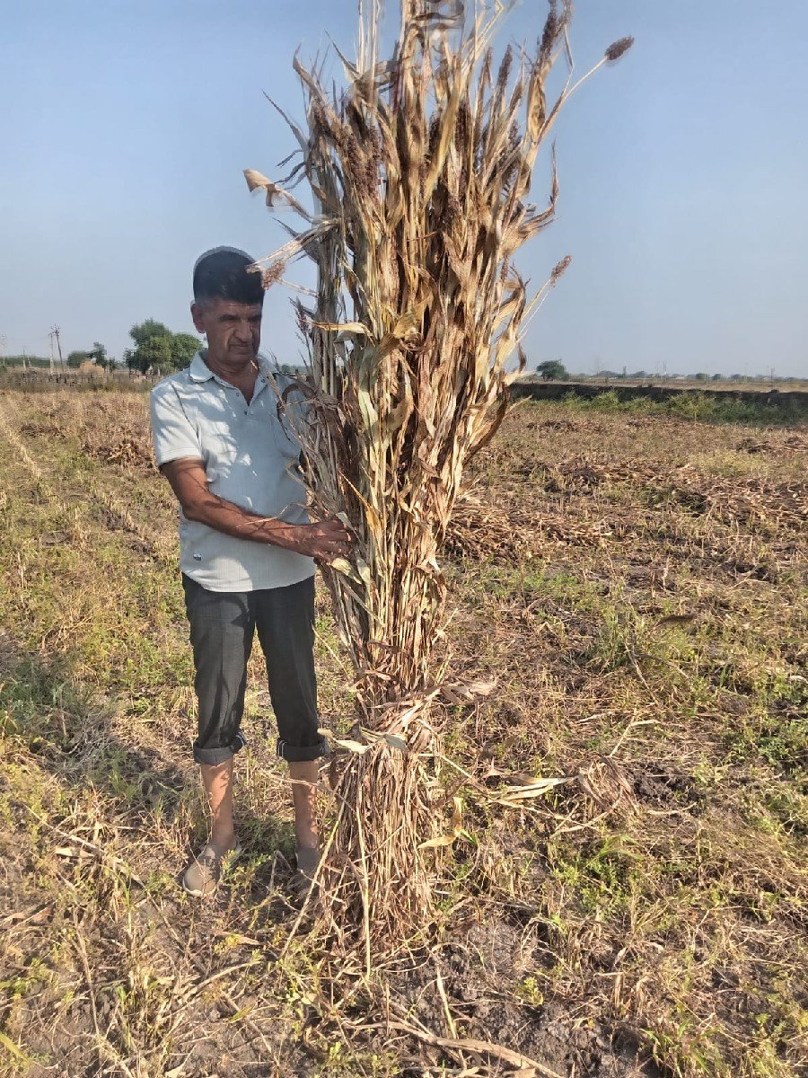 જુવાર ની નિરણ વેચવાની છે