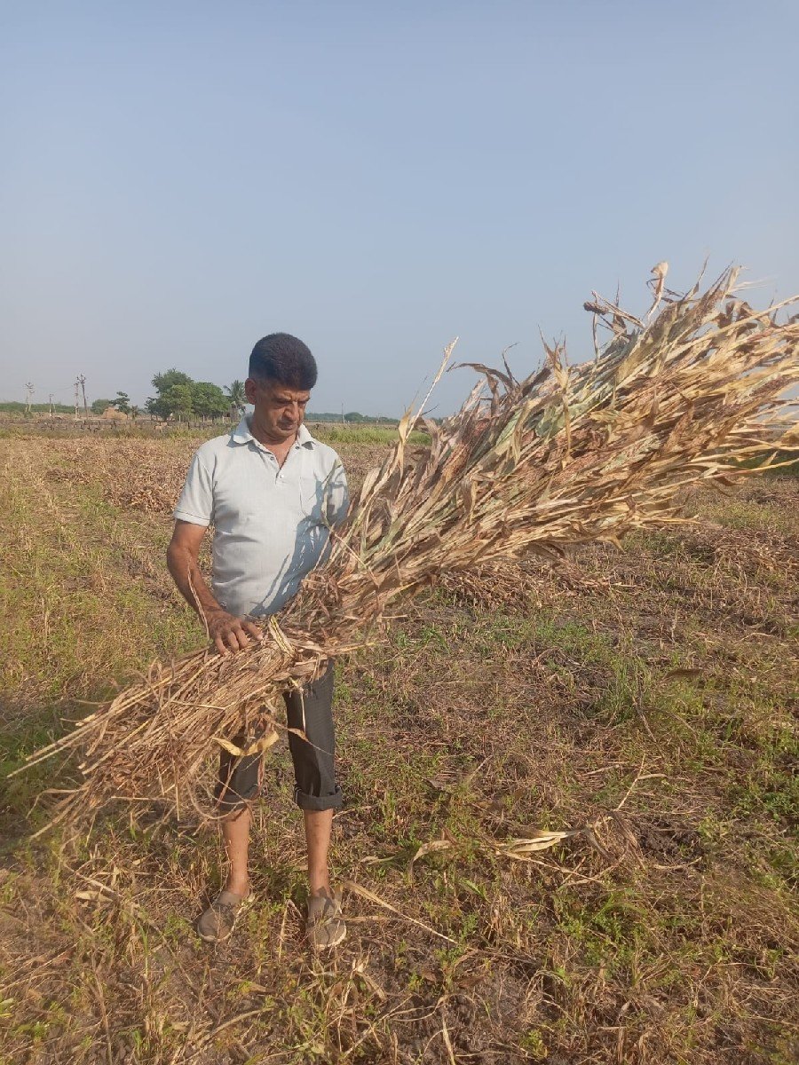 જુવાર ની નિરણ વેચવાની છે
