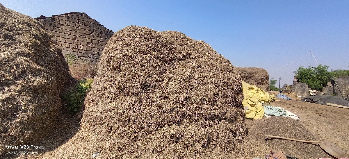 માંડવી નો ભૂકો વેચવાનો છે