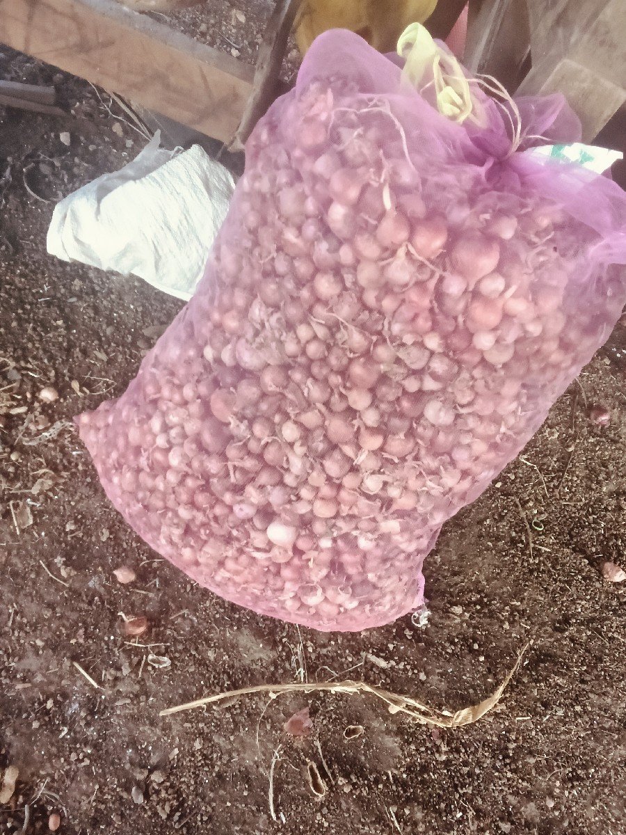 ડુંગળી નું બીયારણ એક બાચકો છે