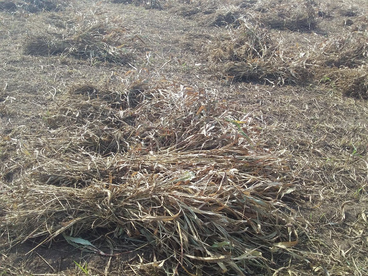 ચાર વેચવાની છે