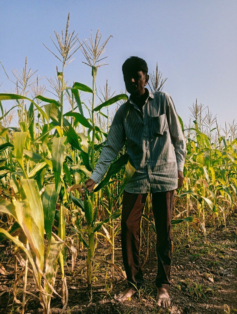 મકાય ના ડોડા વેચવાના છે