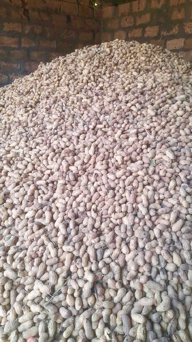 જી 20 મગફળી