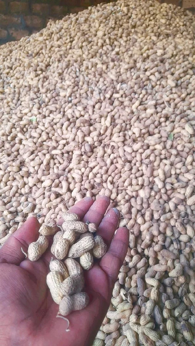 જી 20 મગફળી