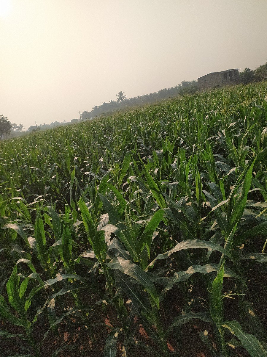 અમેરીકા મકાય વેચવાની છે