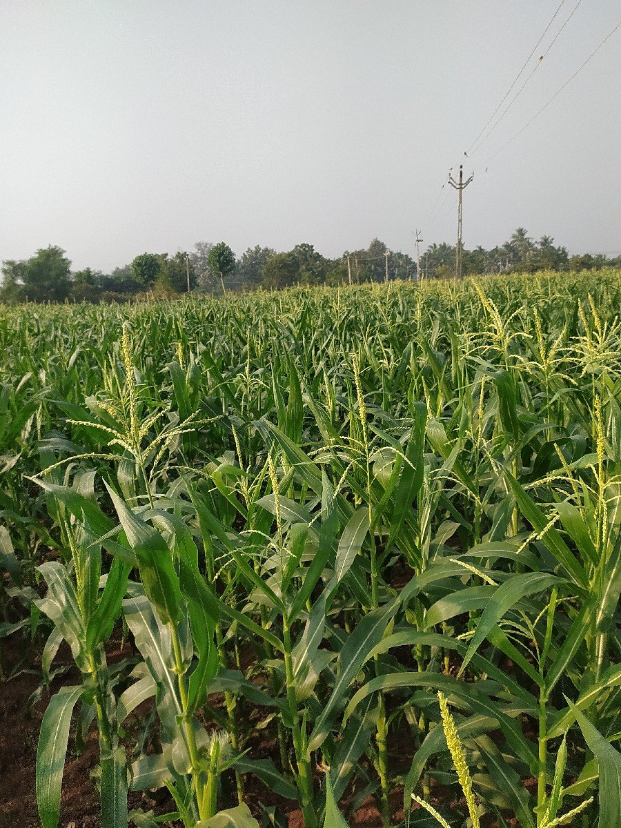 અમેરીકા મકાય વેચવાની છે