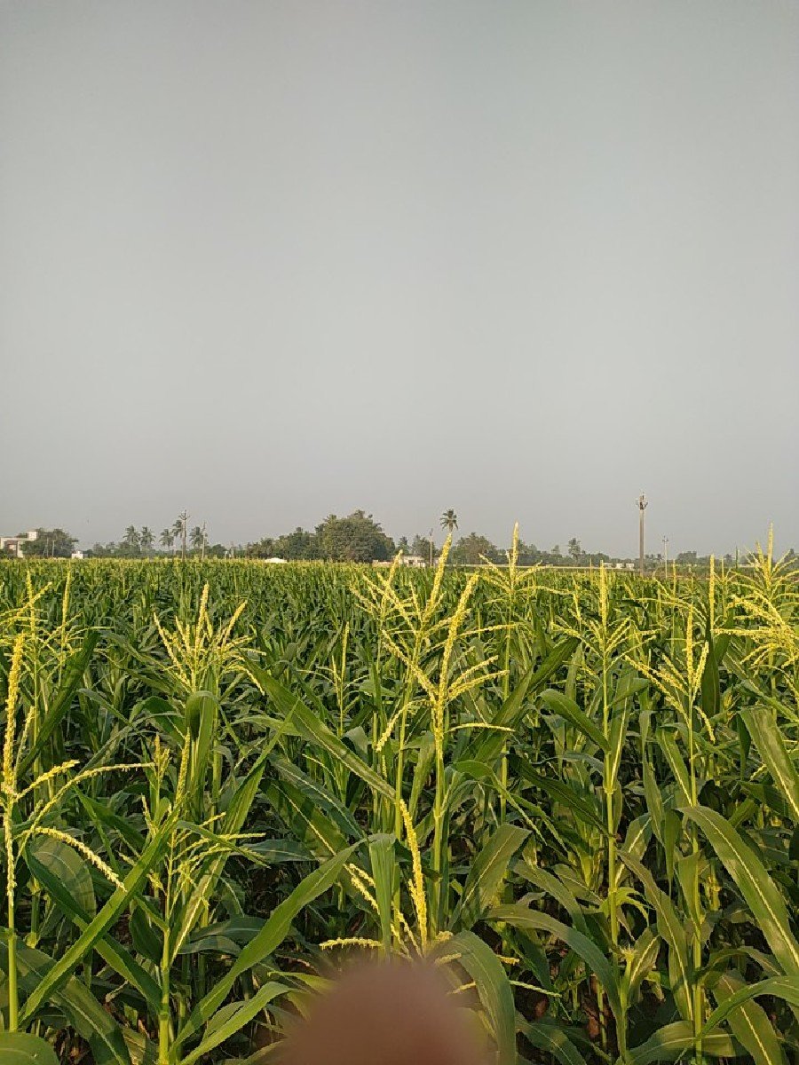અમેરીકા મકાય વેચવાની છે