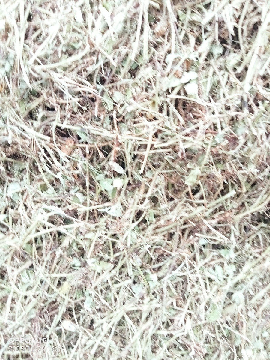 22 વીઘા નો પાલો કોરો વેચવાનો સીઇ