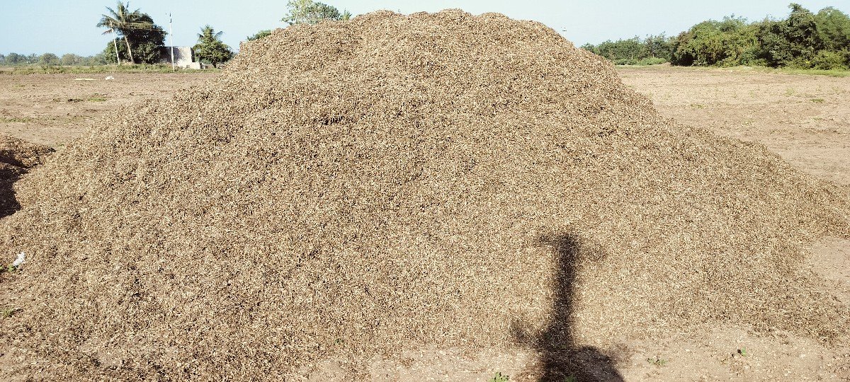 MANDVI NO BHUKO (PALO)
