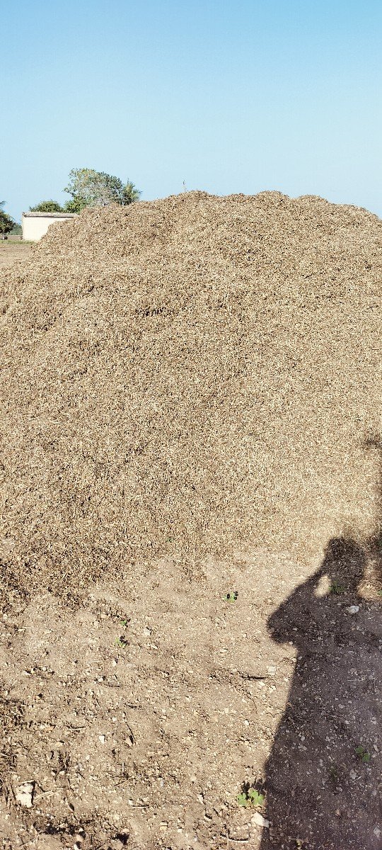 MANDVI NO BHUKO (PALO)