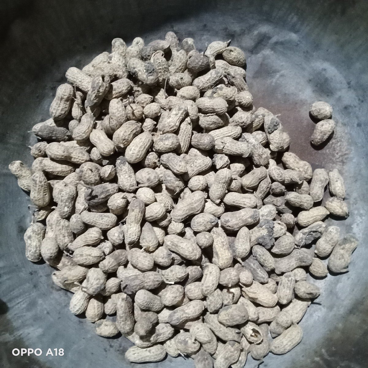 બિયારણ માટે (જે ૨૦) કોરી માંડવી