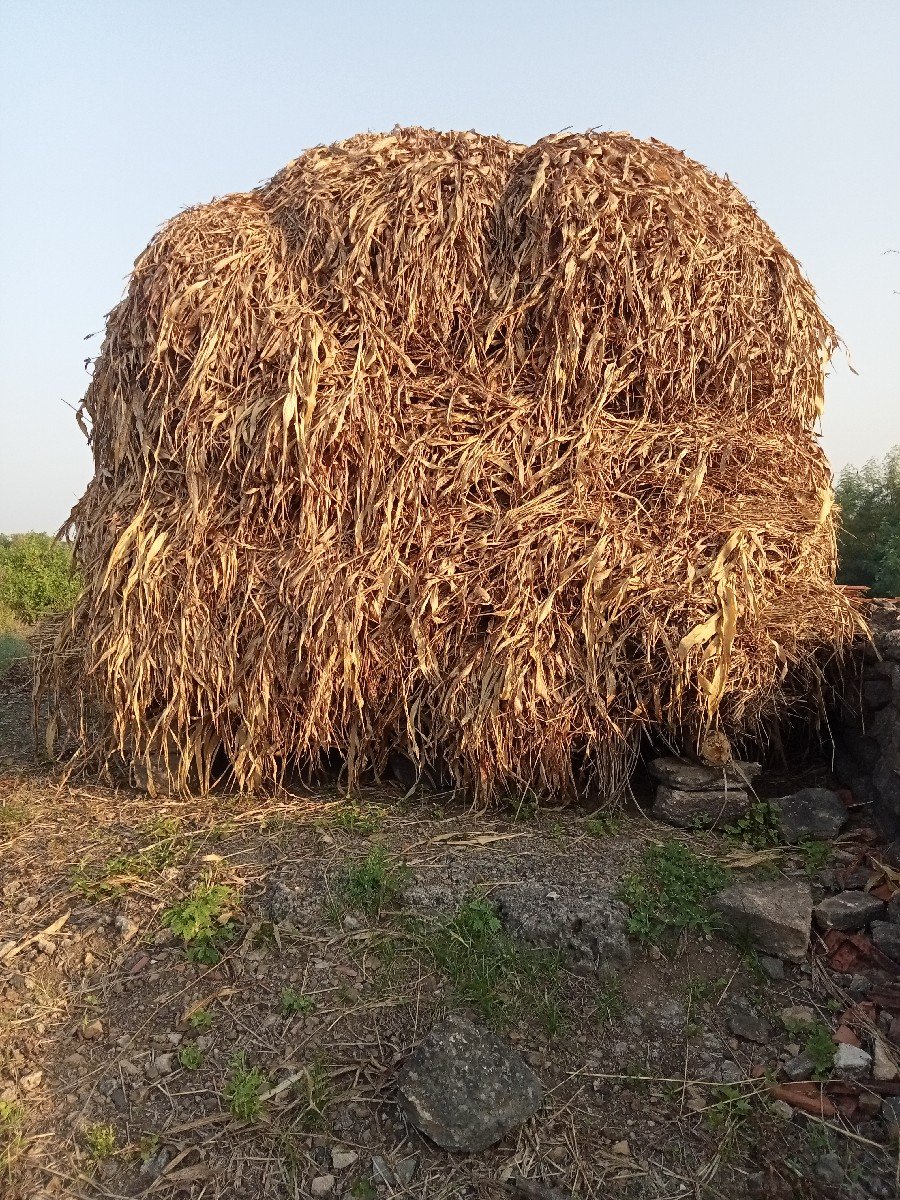 જુવાર વેચવાની છે ઊધડી કાલર આપવાની