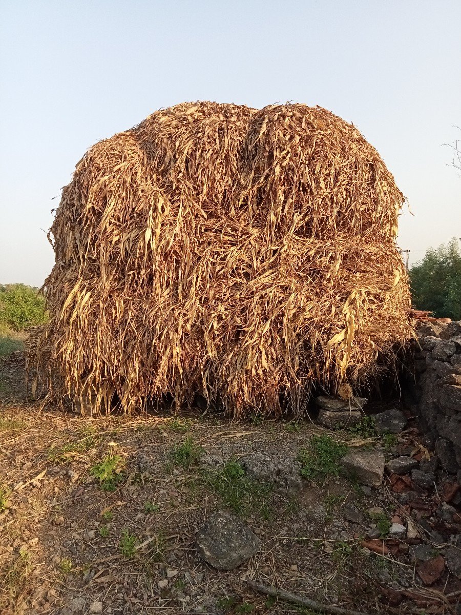 જુવાર વેચવાની છે ઊધડી કાલર આપવાની