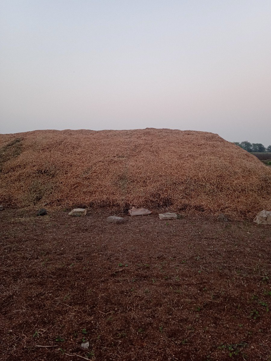 માડવિનો.ભુકો(સુકોપલરાવગરનો)