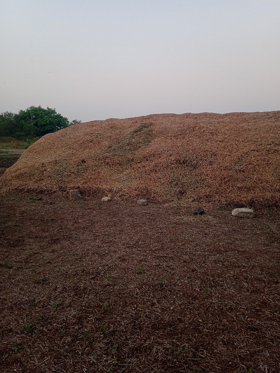 માડવિનો.ભુકો(સુકોપલરાવગરનો)
