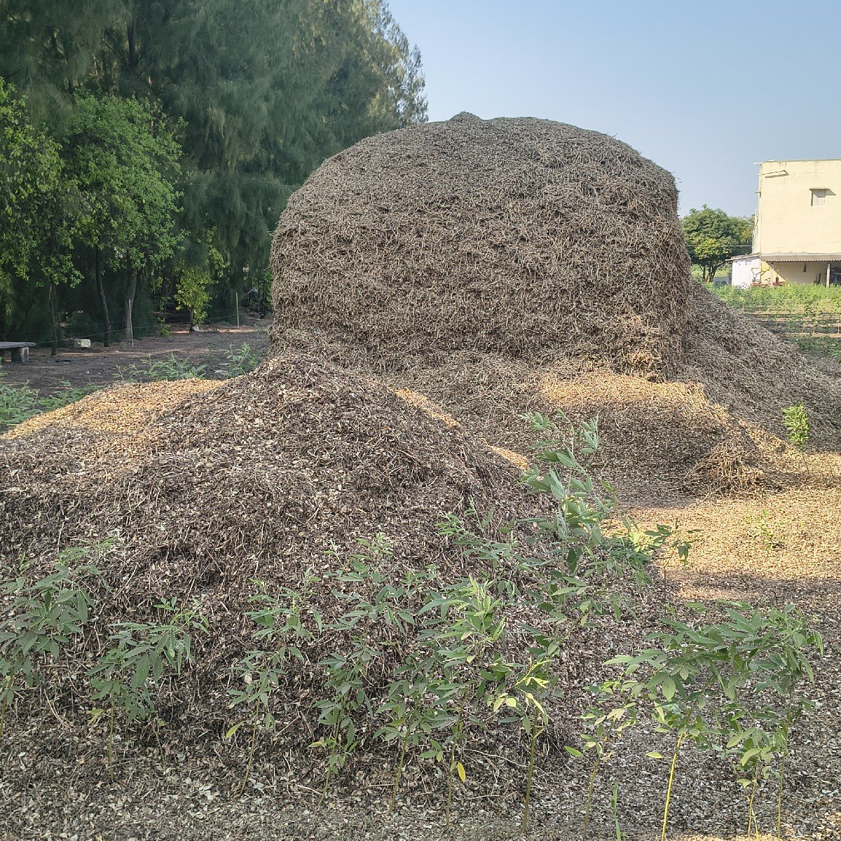 મગફળી નો ભૂકો (પાલો)