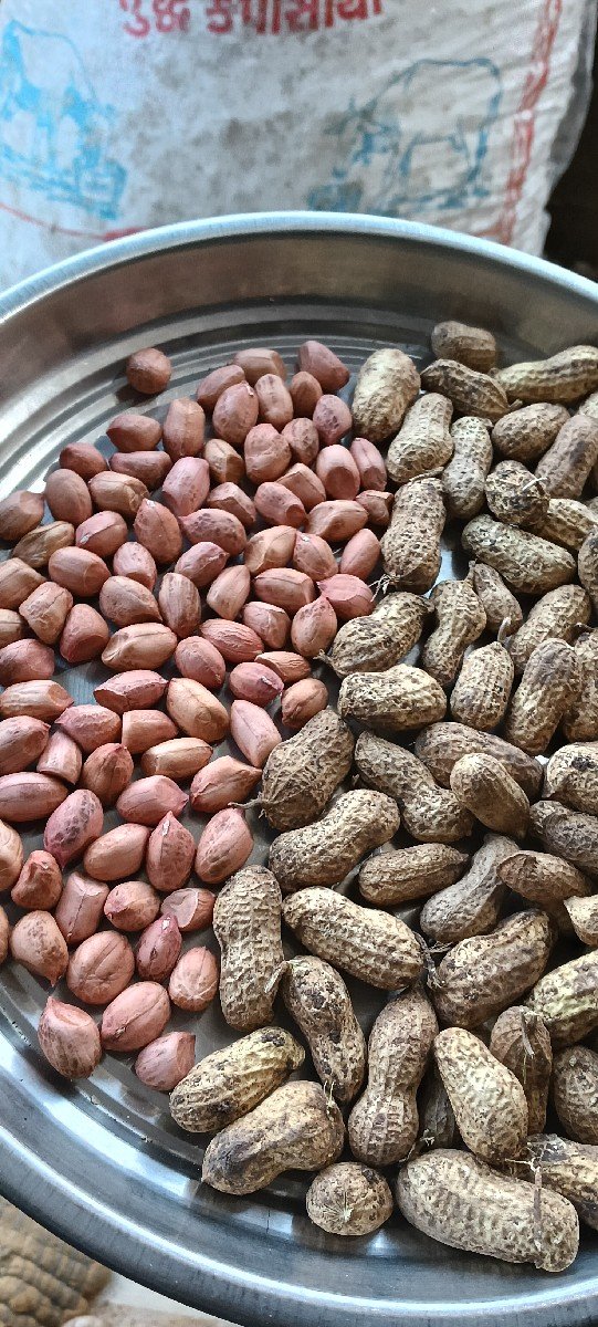 બીયારણ