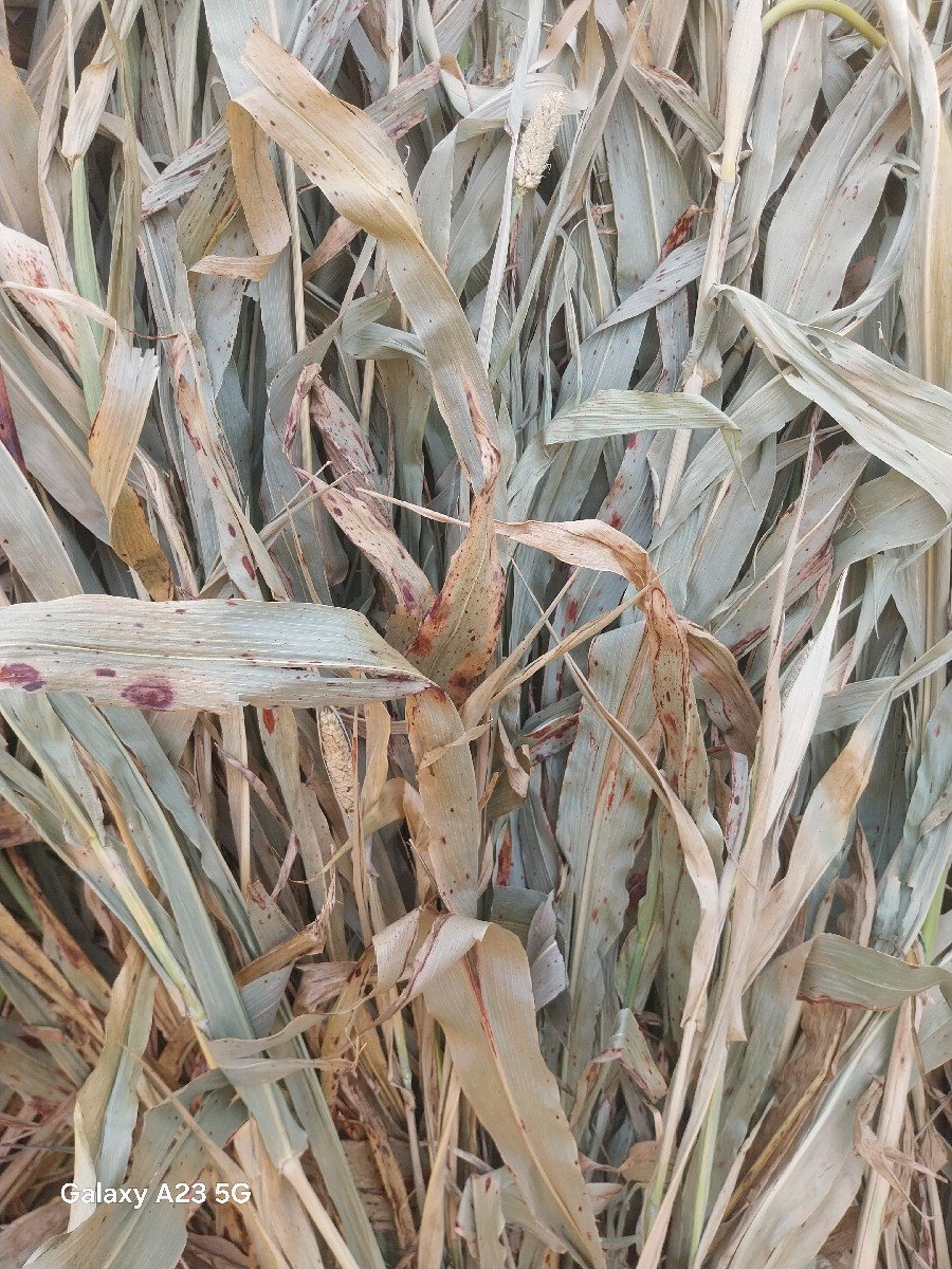 જુવાર ના પૂરા