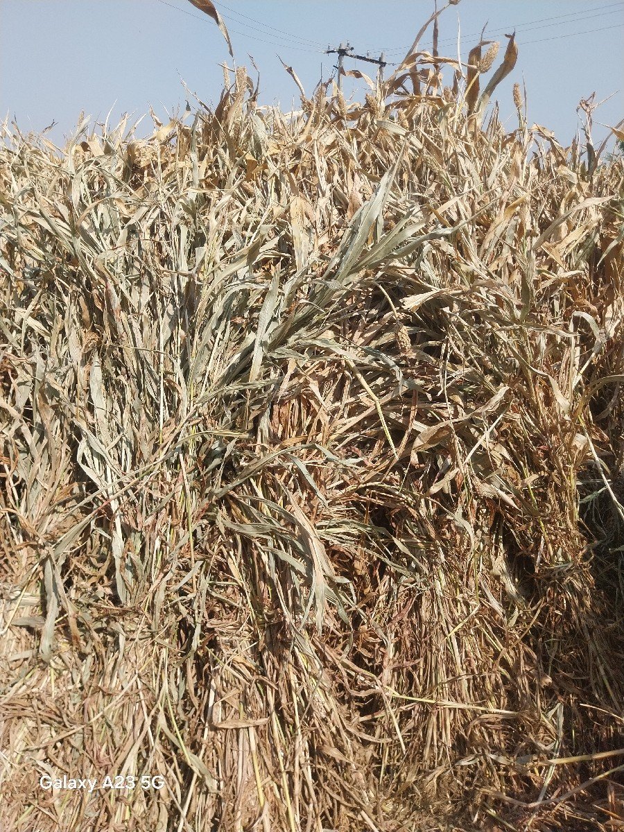 જુવાર ના પૂરા
