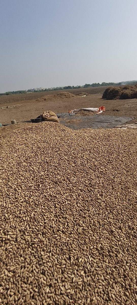 માંડવી બિયારણ કોરી છે