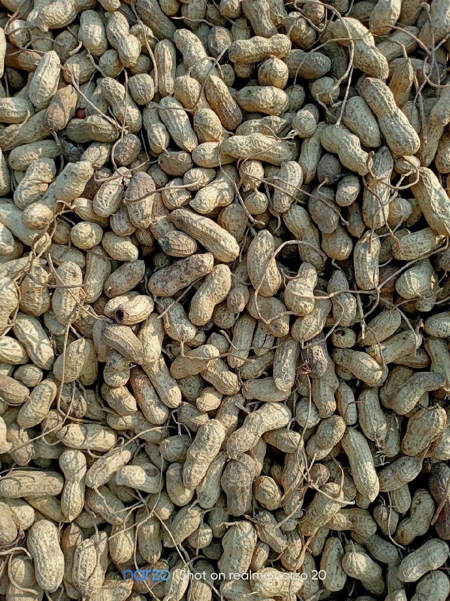 માન્ડવી વેચવાની છે. (કોરી‌)