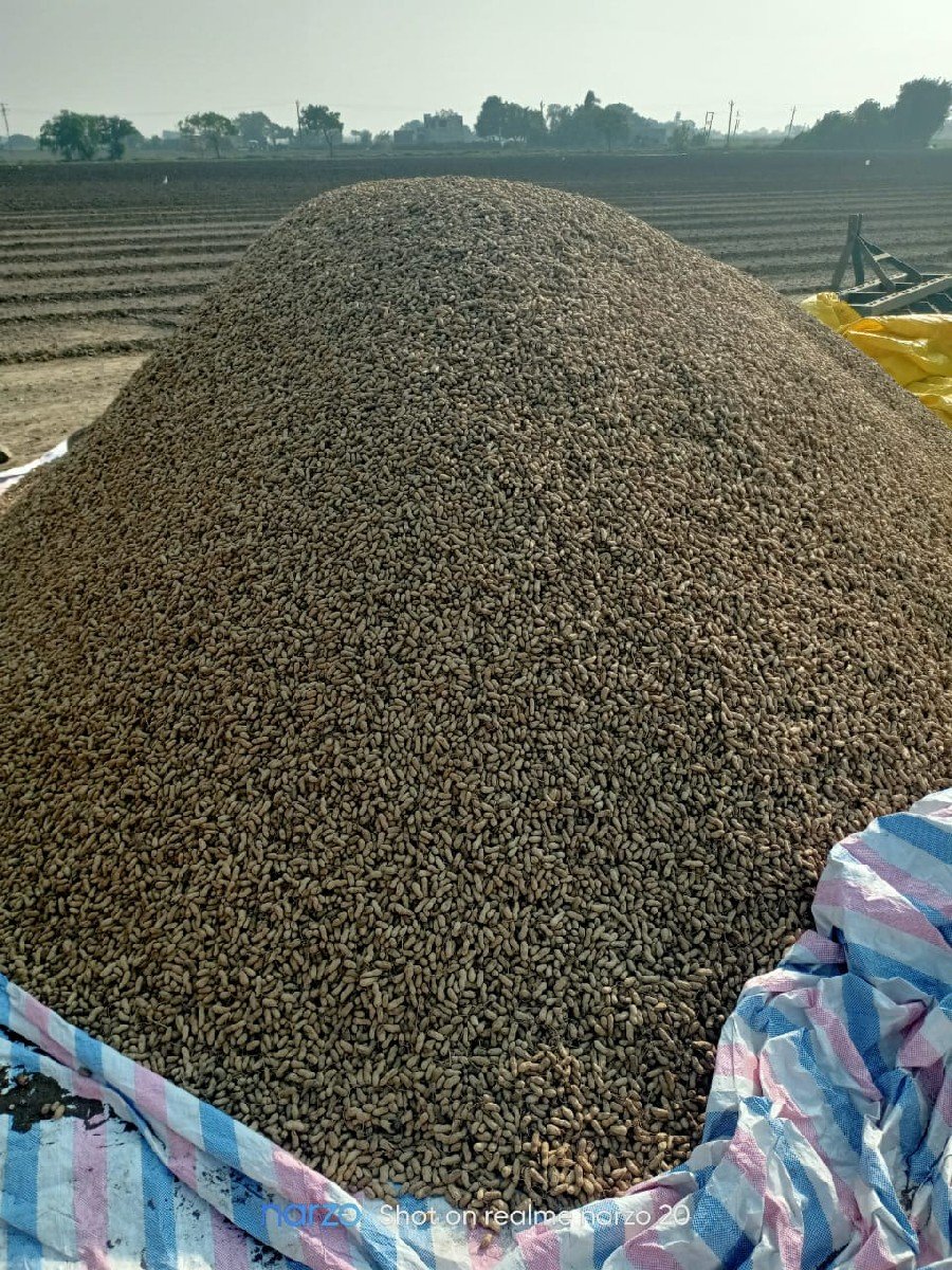 માન્ડવી વેચવાની છે. (કોરી‌)