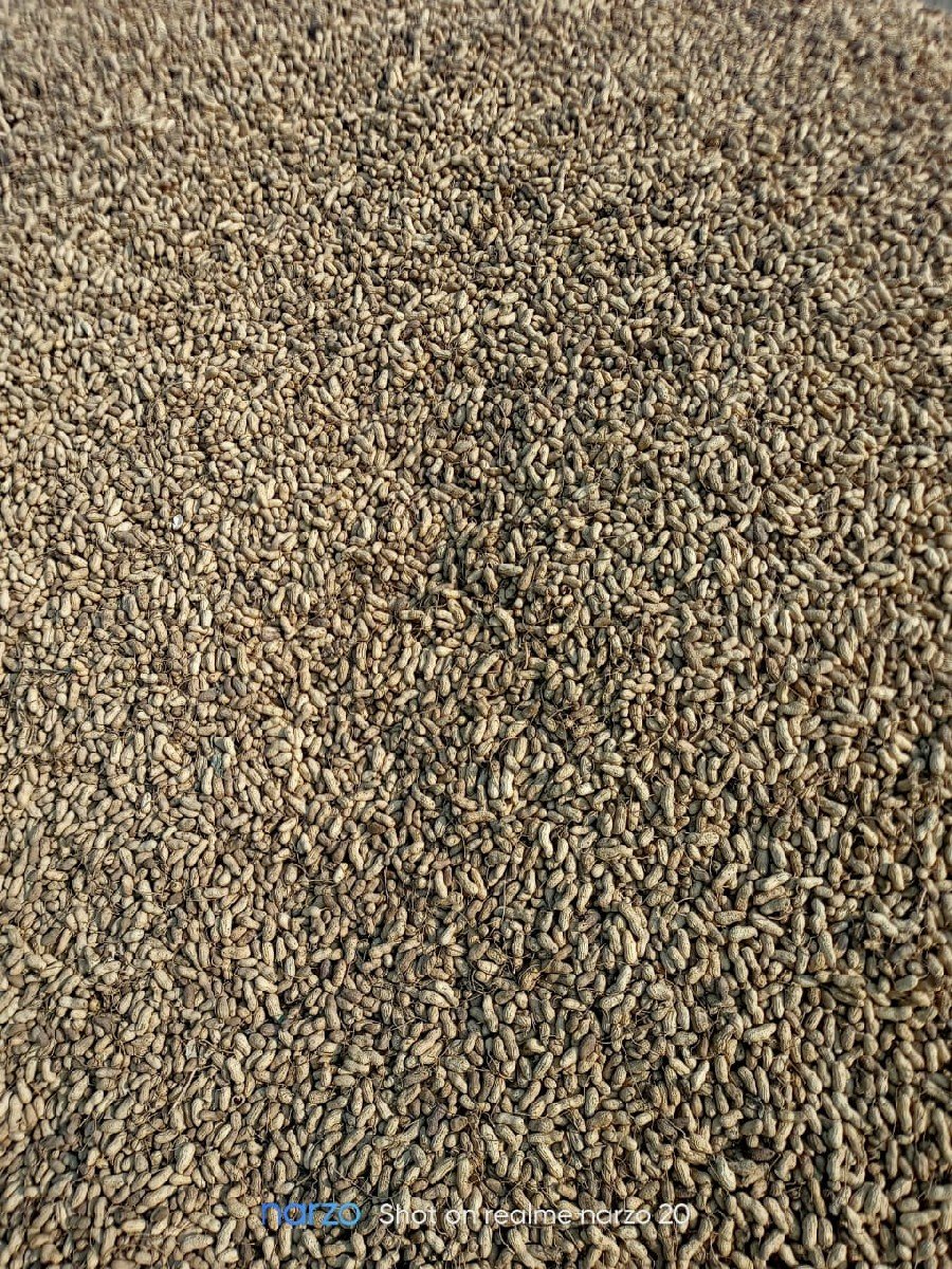 માન્ડવી વેચવાની છે. (કોરી‌)
