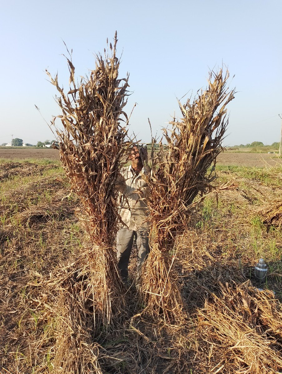 જુવાર ની નીરણ (સાર) વેચવાની છે