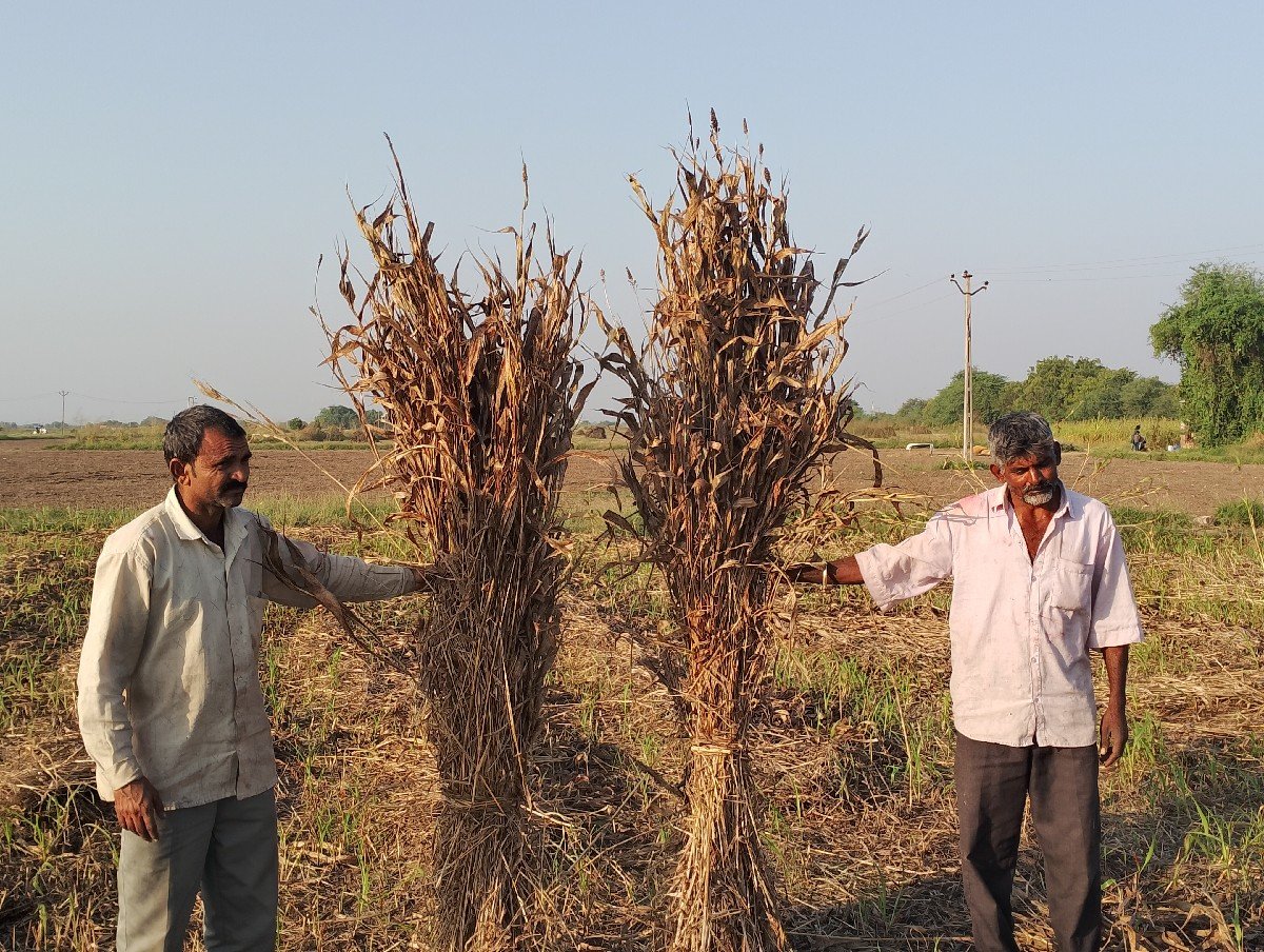 જુવાર ની નીરણ (સાર) વેચવાની છે