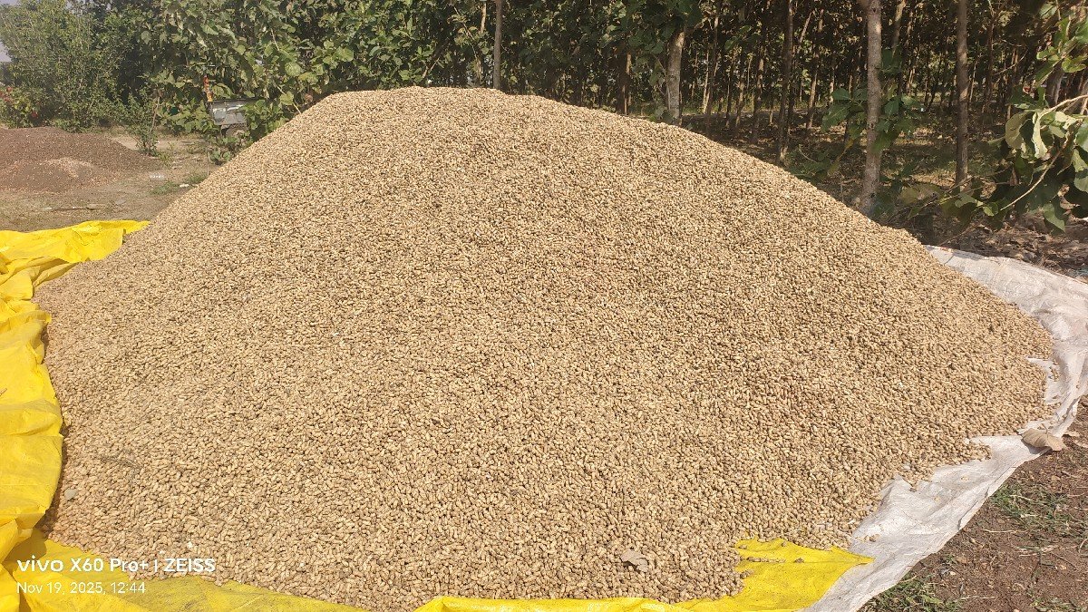 જી 20 મગફળી  બિયારણ માટે