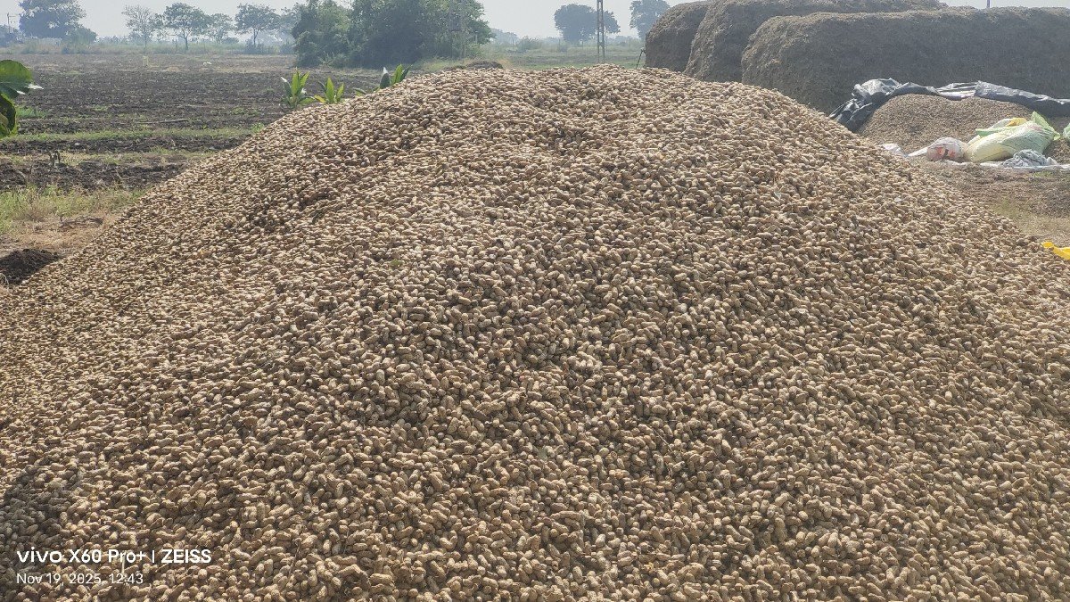 જી 20 મગફળી  બિયારણ માટે