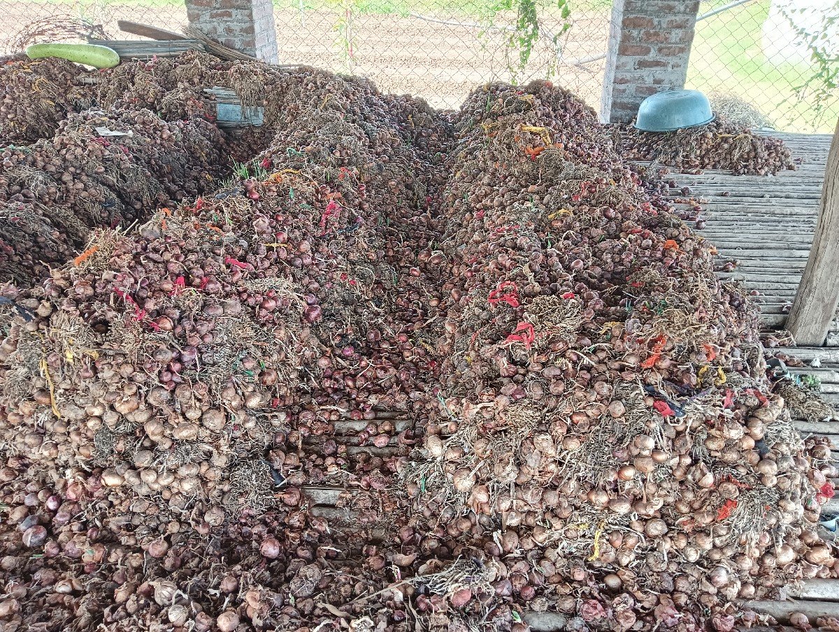 ડુંગળી વેચવાની છે