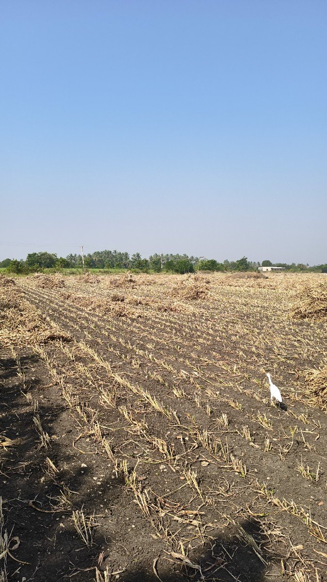 જુવારનો ચારો વેચવાનો છે