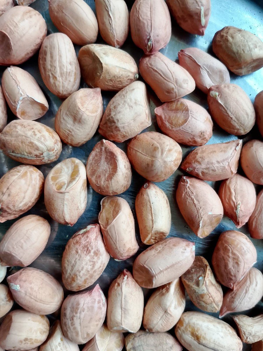 પરબત કુછડીયા