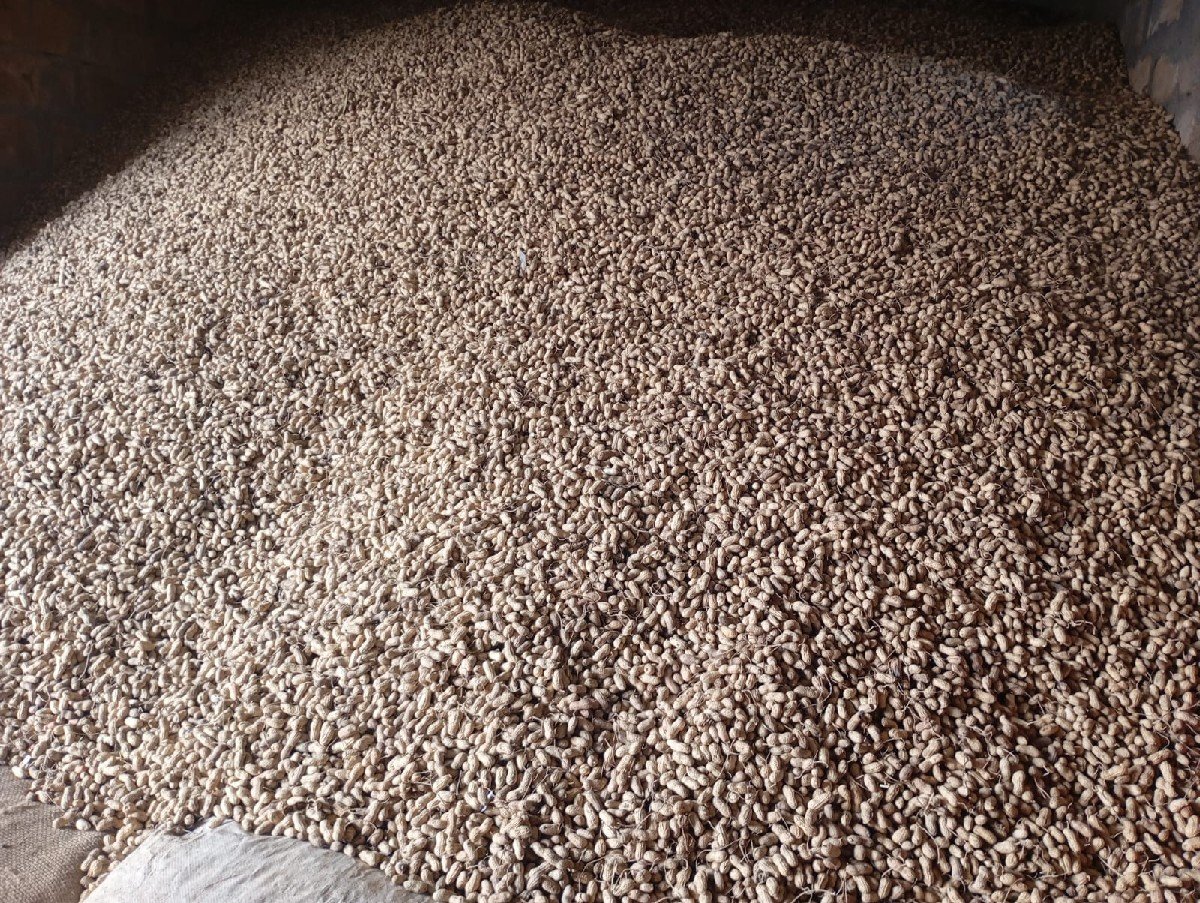 મગફળી  બિયારણ મા વેચવાની