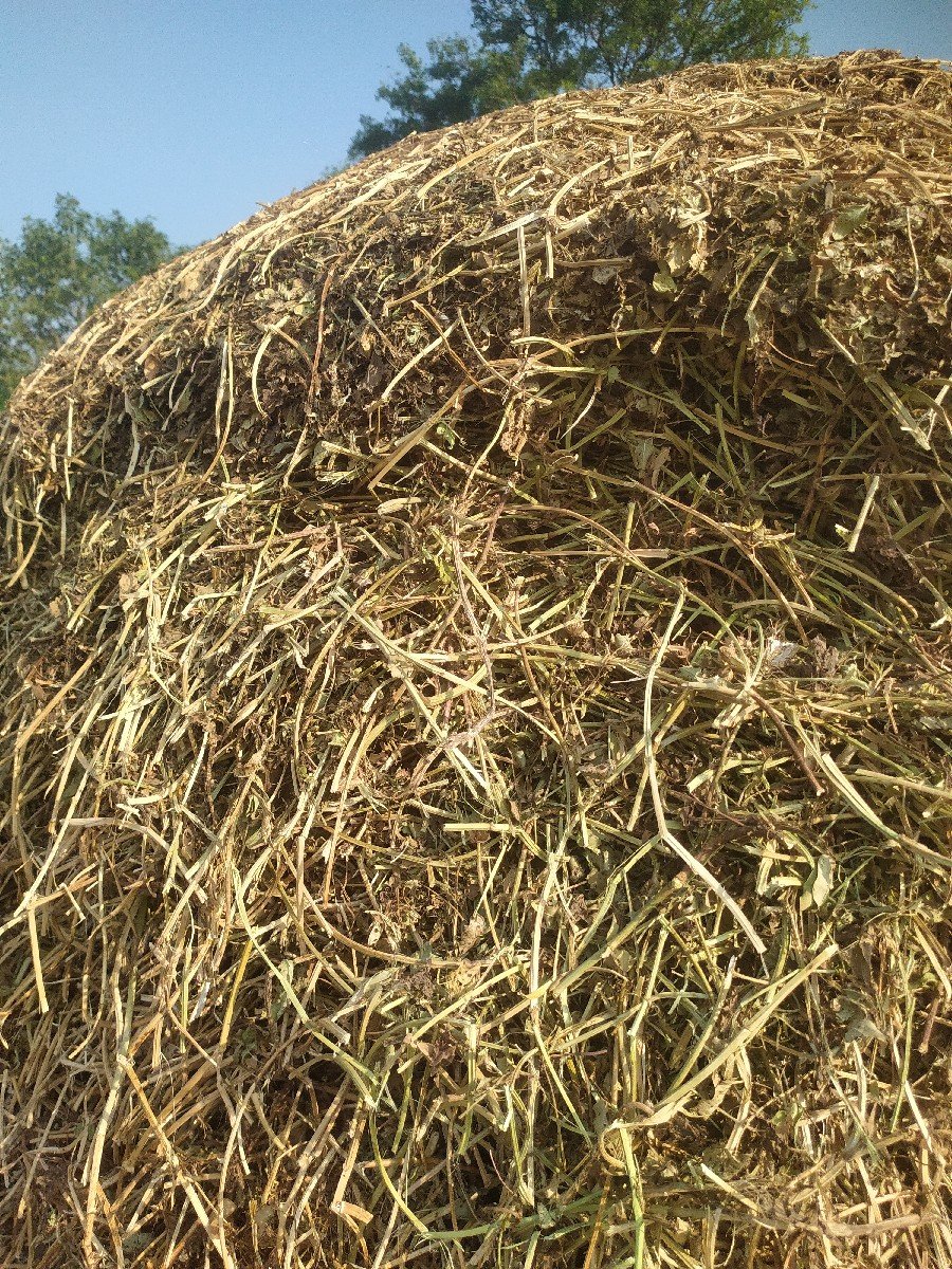 ભૂકો (પાલો) વેચવાનો છે