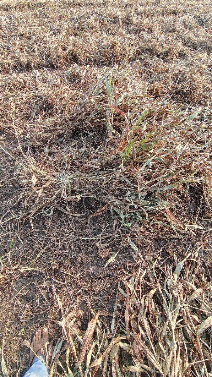 જુવાર ના પૂરા