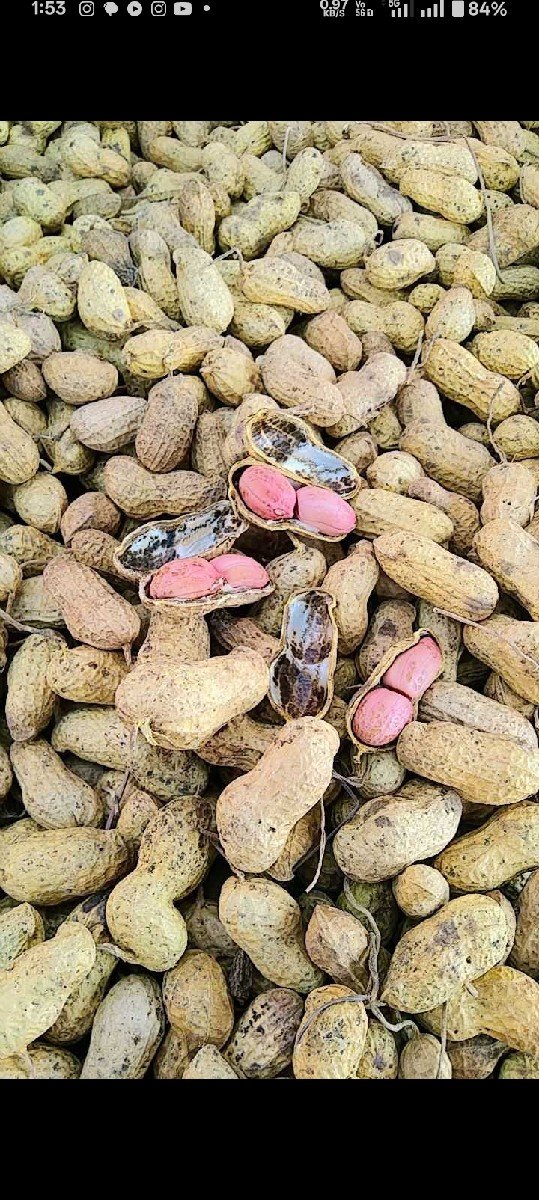 કોરી મગફળી વેચવાની છે