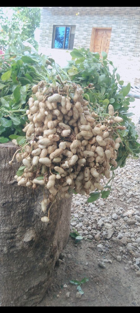 કોરી મગફળી વેચવાની છે
